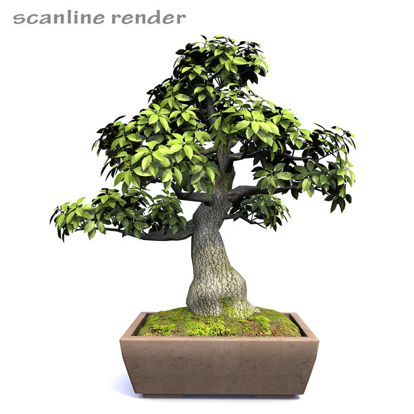 Tree - Bonsai_01